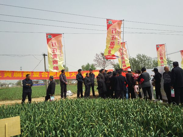 培肥養地奪高產 不妨試試黃腐酸 ——樱桃AV免费网站新肥科技有限公司河南睢縣大蒜觀摩會
